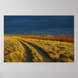 Poster Sunset highlights the red bark of bushes