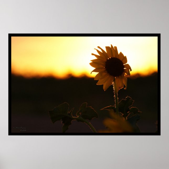 Poster Sunset Sunflower (Devant)