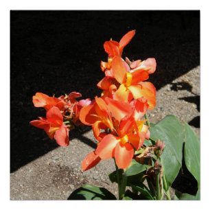 Poster Sunshine Love...