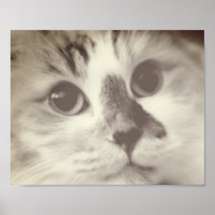 Poster SUPER CUTE Chat Closeup Portrait Photographie