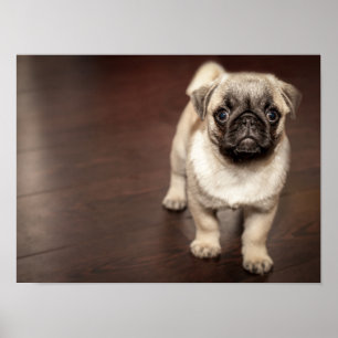 Poster Super mignon pug