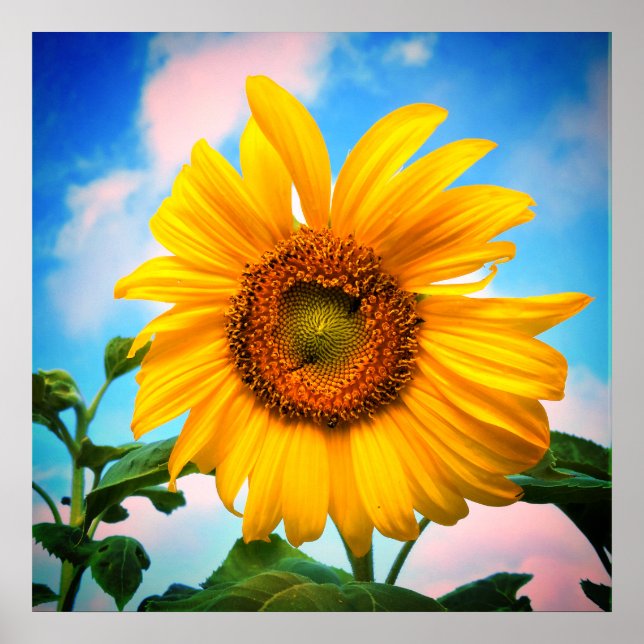 Poster Super Sunflower (Devant)