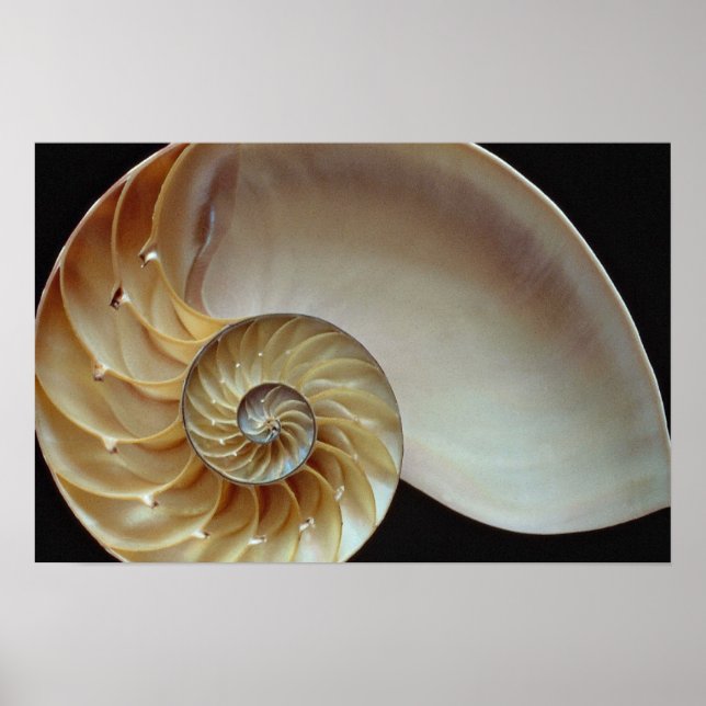 Poster Superbe coquille de Nautilus (Devant)