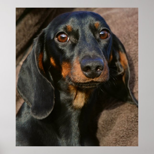 Poster Superbe dachshund portrait animal (Devant)