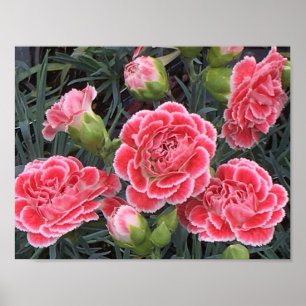 Poster Superbe Dianthus