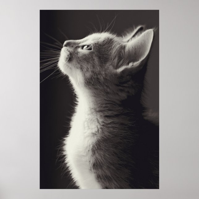 Poster Superbe jeune chaton vue latérale portrait regarda (Devant)