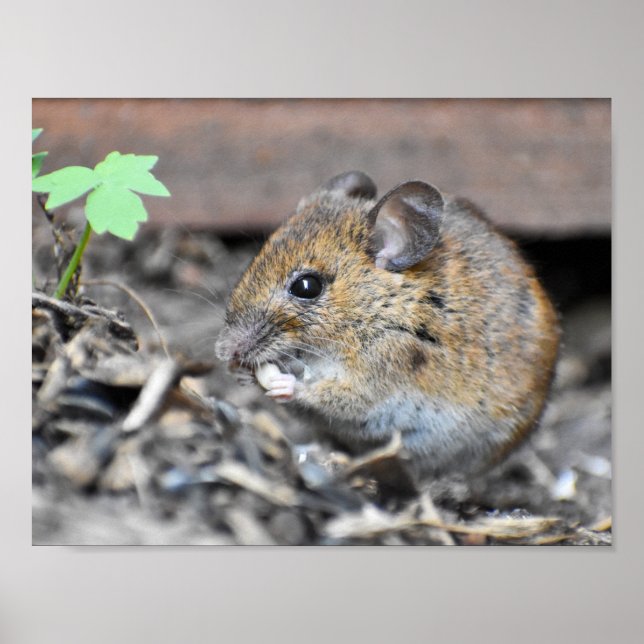 Poster Superbe petite souris en bois (Devant)