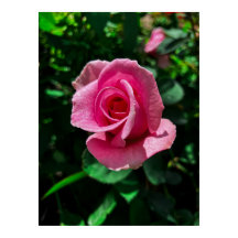 Superbe photo d'affiche de fleurs roses roses