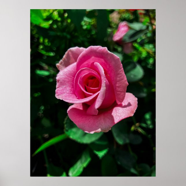 Poster Superbe photo d'affiche de fleurs roses roses (Devant)
