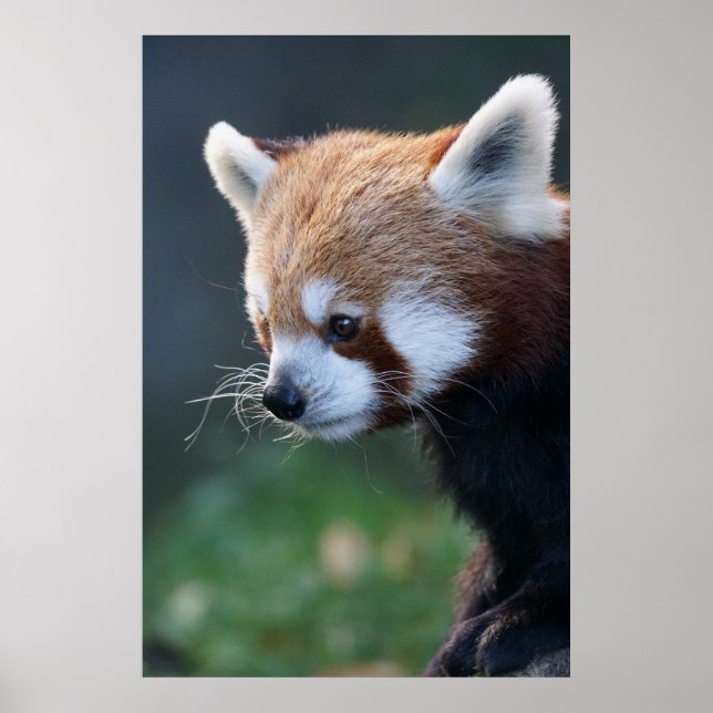 Poster Superbe portrait de panda rouge (Devant)