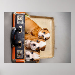 Poster Superbes chiots Bulldog AMOUREUX DES CHIENS