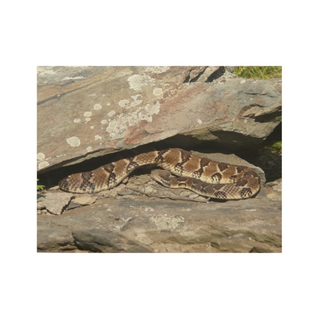 Poster Sur Bois Crotale dans le parc national de Shenandoah (Devant)