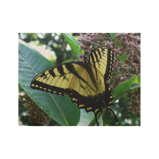 Poster Sur Bois Papillon Swallowtail I sur Milkweed à Shenandoah (Devant)