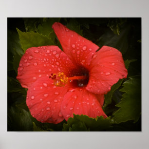 Poster sur Hibiscus