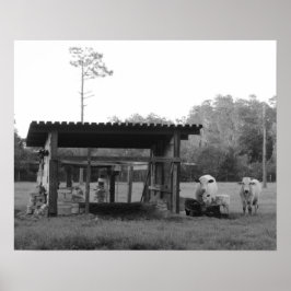 Poster Sur le Ranch - - Vaches - Noir et Blanc