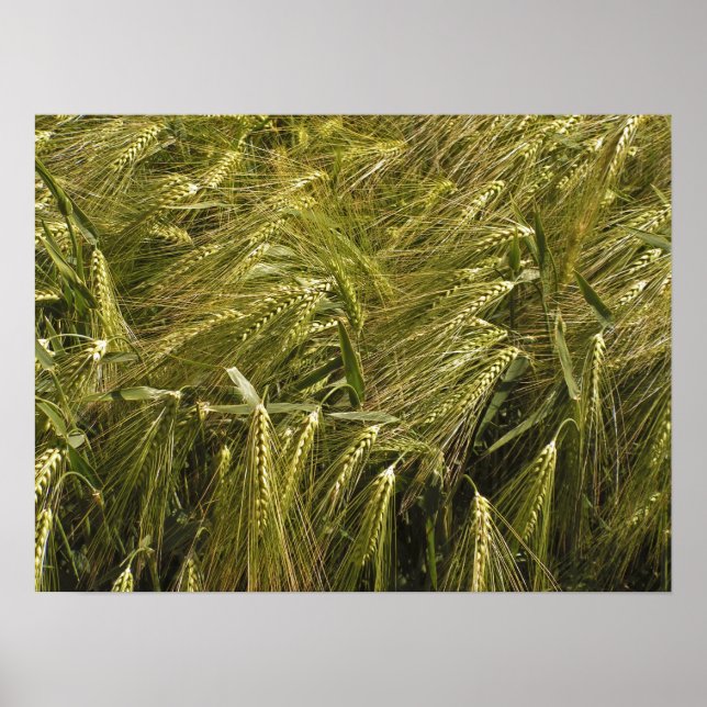 Poster sur le terrain (Devant)