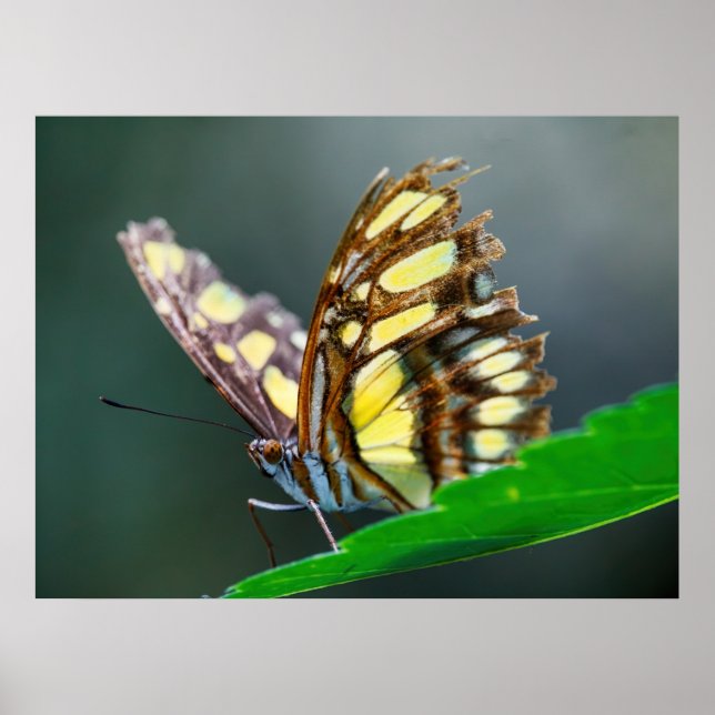 Poster Sur le vert (Devant)