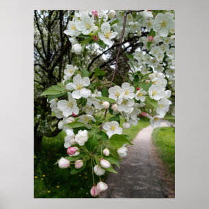 Poster Sur les branches de fleurs