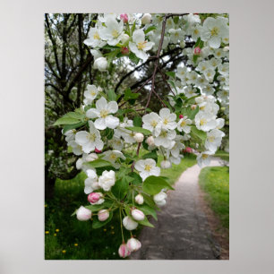 Poster Sur les branches de fleurs