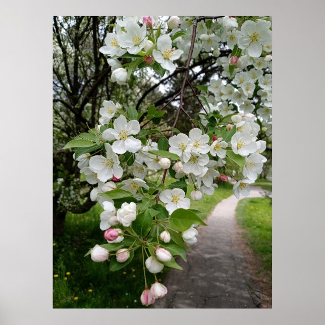 Poster Sur les branches de fleurs (Devant)