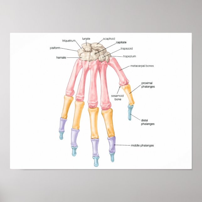 Poster sur les os de la main (Devant)