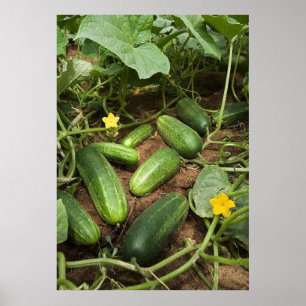 Poster sur les patchs de concombre (dans de nombre