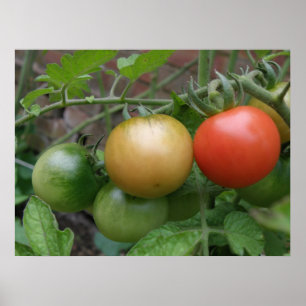 Poster sur les tomates des feux de circulation