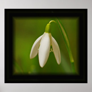 Poster sur Snowdrop