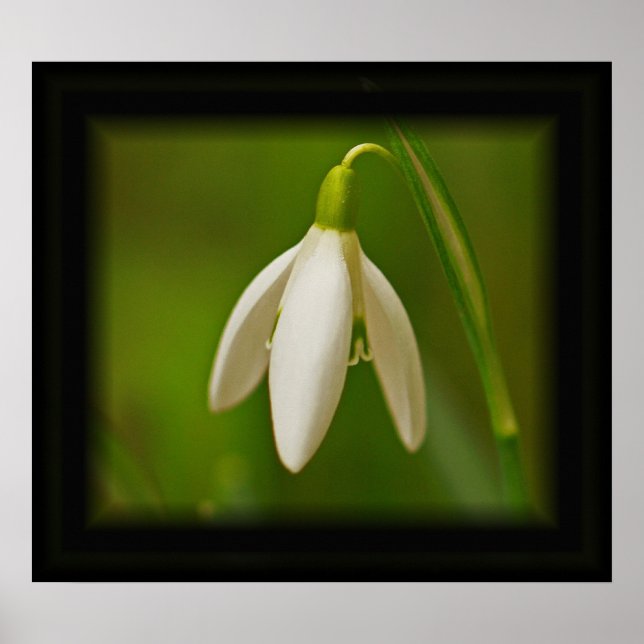 Poster sur Snowdrop (Devant)
