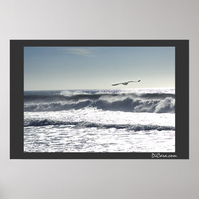 Poster Surf Seagull (Devant)