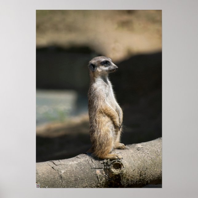 Poster Suricate (Devant)