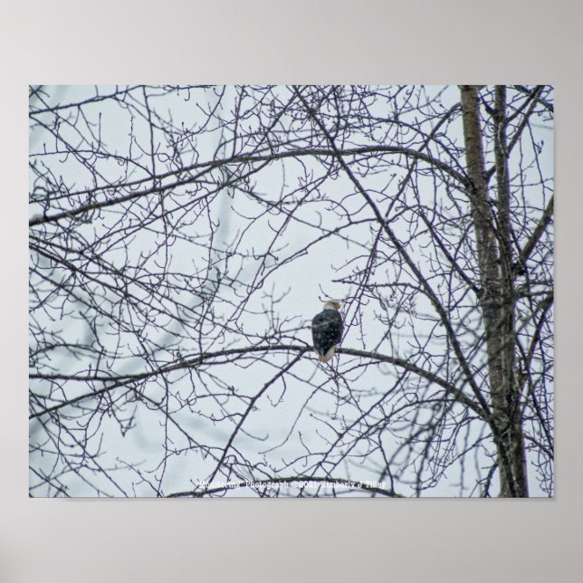 Poster Surveillance (Devant)