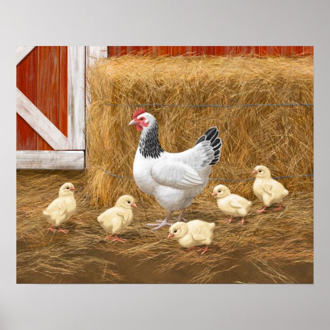 Poster Sussex Chicken Mama Hen et Chicks (Devant)