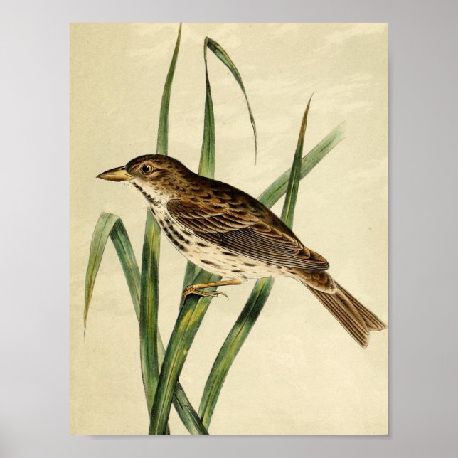 Poster Swallow vintage (Devant)