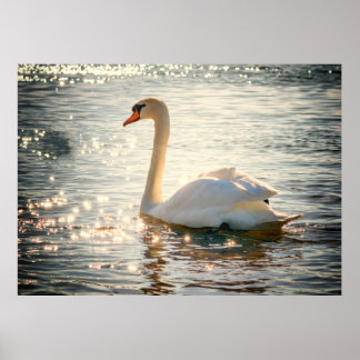 Poster Swan
