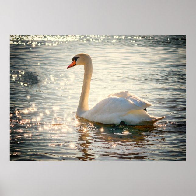 Poster Swan (Devant)