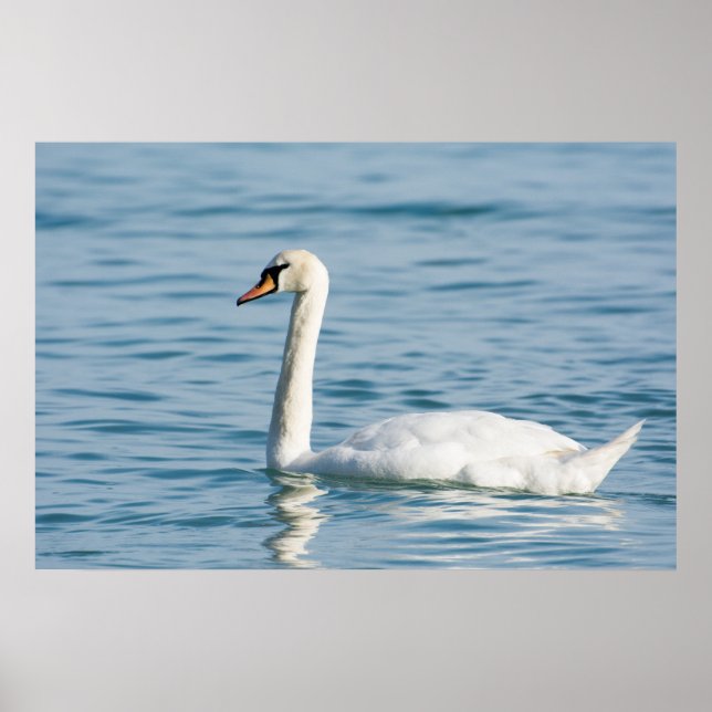 Poster Swan (Devant)