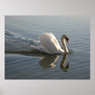 Poster Swan