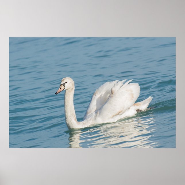 Poster Swan (Devant)