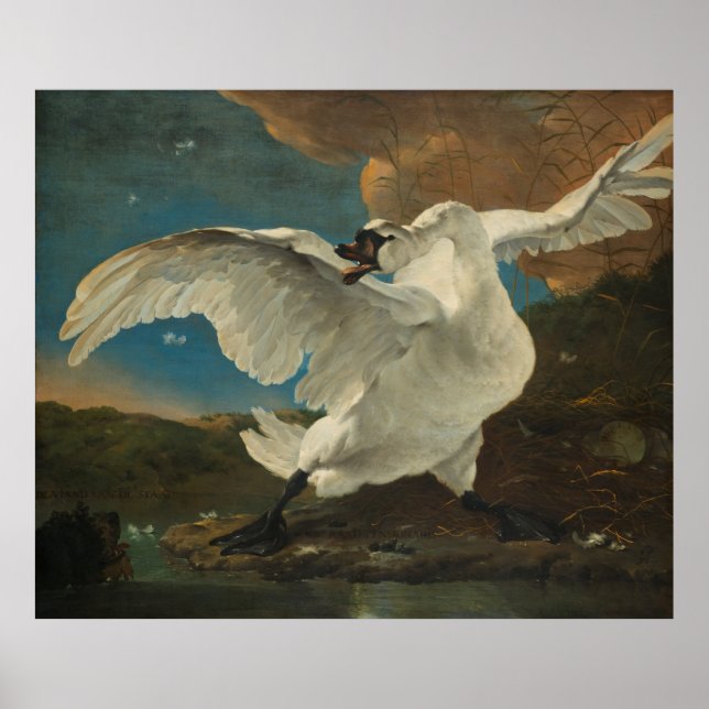 Poster Swan Asselijn (Vorne)