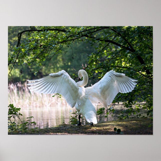Poster Swan avec ailes étalées (Devant)