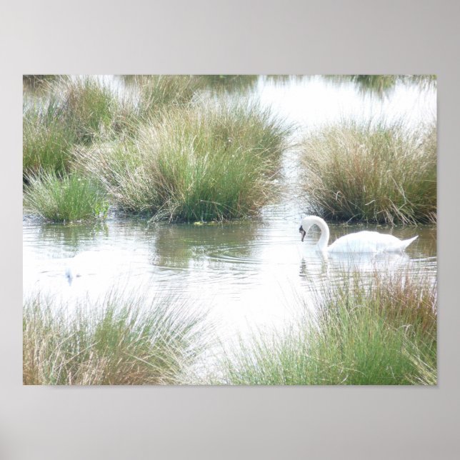 Poster Swan Dans Les Zones Humides (Devant)