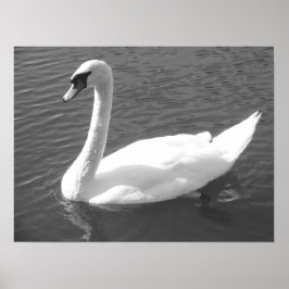 Poster - Swan en noir et blanc