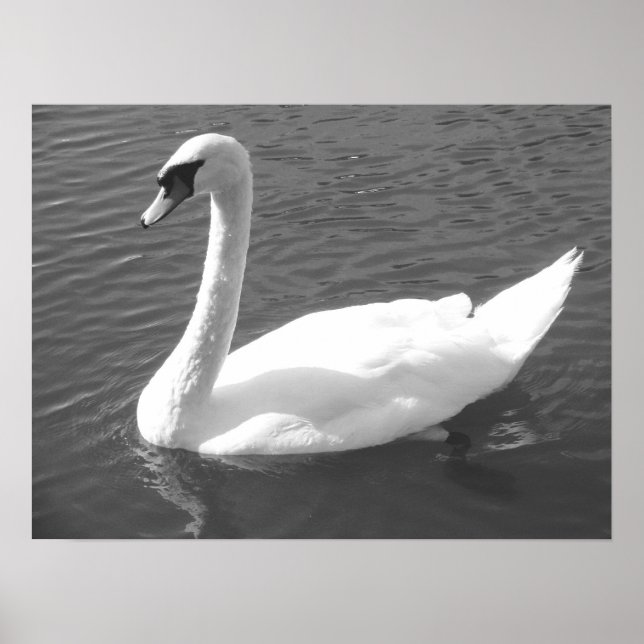 Poster - Swan in Schwarz & Weiß (Vorne)