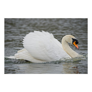 Poster Swan nage rapidement