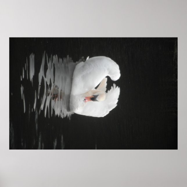 Poster Swan Natation (Devant)