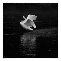 Swan trompette b/w