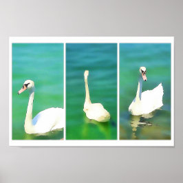 Poster Swans au lac Balaton - triptyque