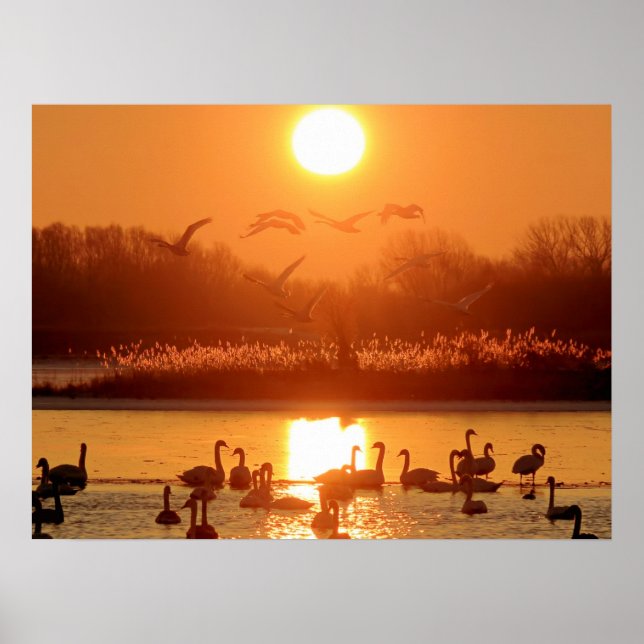 Poster Swans dans le lac au coucher du soleil (Devant)