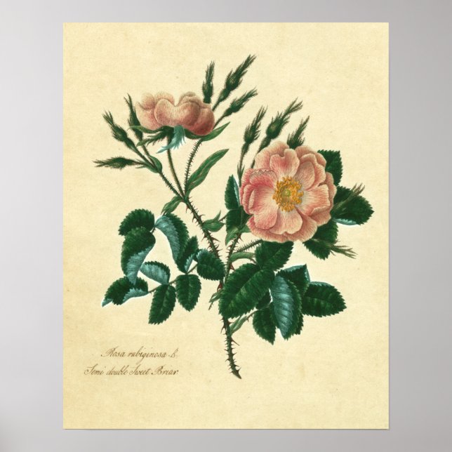 Poster Sweet Briar Rose (Devant)